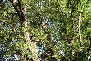 Fototapeta premium Tree for background