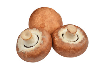 Champignon (True mushroom)