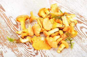 Chanterelle mushroom on board
