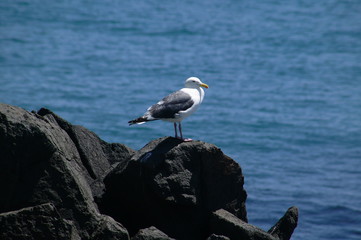 礼文華海岸のカモメ