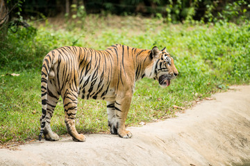 Fototapeta na wymiar Alone male bengal Tiger walking on poolside with copy space - Panthera Tigris