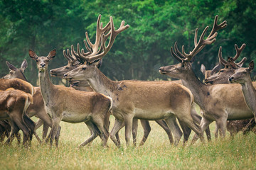 Herd of deer red