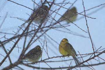 bird