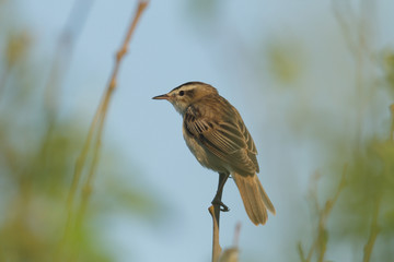 bird