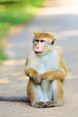 Portrait of male macaque.
