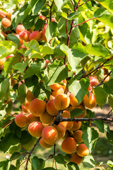 Frische Aprikosen am Baum