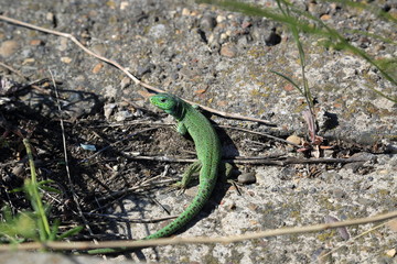 Green lizard basks on a stone