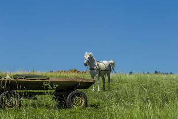 beautiful white horse in a field near