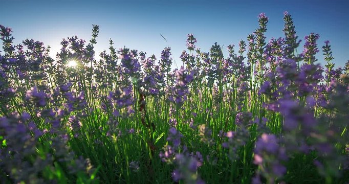 Lavender flower blooming fields on sunrise
