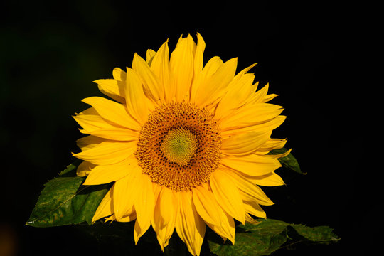 Sonnenblume freigestellt