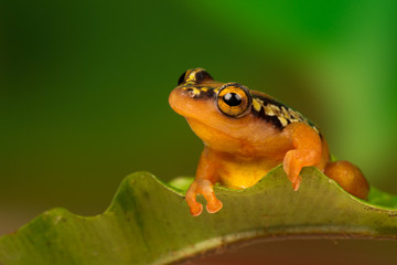 Golden Sedge Frog perched on a leaf with green foliage background.