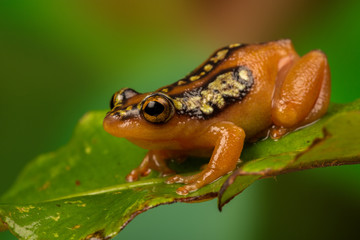 Golden sedge frog perched on a leaf with a green background.