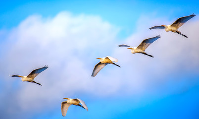 Flock of Great Egrets flying in Clouds