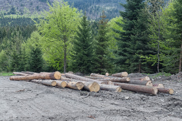 Logs of trees in the forest