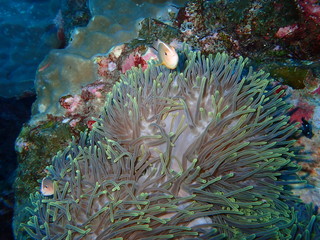 インド洋のサーモンピンクのクマノミ