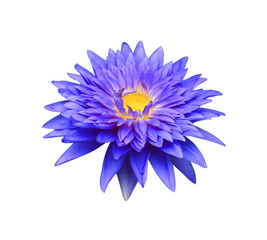 Blue lotus isolated on white