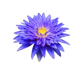 Photo sur Aluminium fleur de lotus Lotus bleu isolé sur blanc