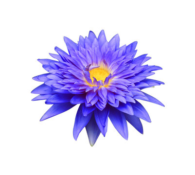 Fototapeta Blue lotus isolated on white