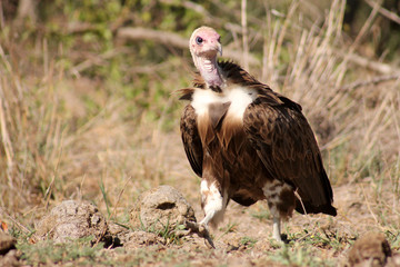 Hooded Vulture Walking