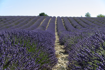 Fototapeta premium Filari di lavanda