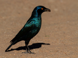 Blackbird with catch