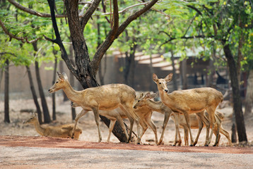 deer family in outdoor zoo
