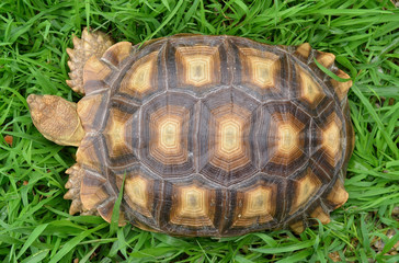 turtle