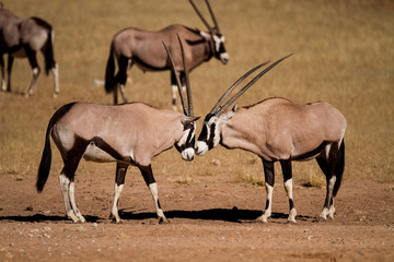oryx in the kalahari