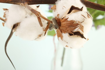 Grass snake (Natrix natrix)