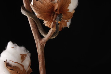 Grass snake (Natrix natrix)