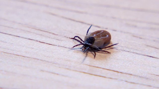 Zecke l&auml;uft auf Holz