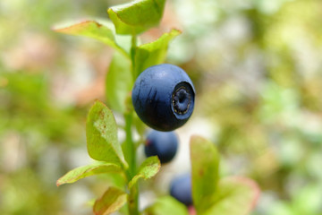 Drug blueberries macro in the forest. Wild edible berries. Blueberry to improve vision. Vitamins in natural form in nature. Picking berries in the summer. In medicine uses the berries and leaves. 