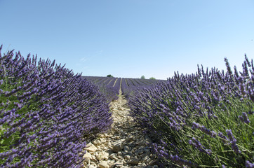 La lavanda della Provenza
