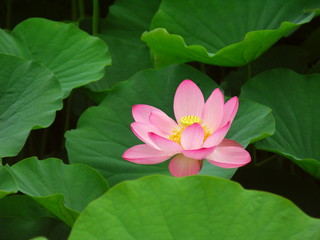 ハスの花
