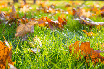 Dry maple leaf lying on green grass in the sun