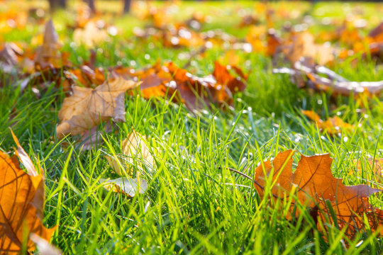 Dry maple leaf lying on green grass in the sun
