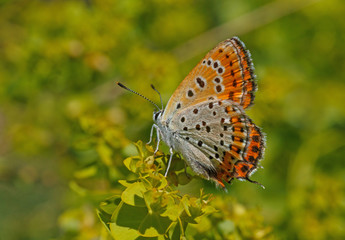 Fototapeta na wymiar Lesser Fiery Copper butterfly on green plant