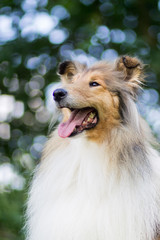 Cute rough collie portrait