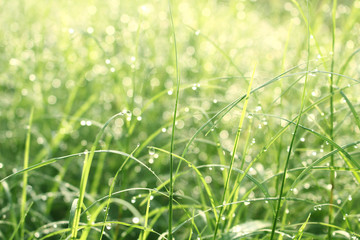 out of focus drop water on grass