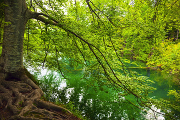 Plitvice lakes park in Croatia.