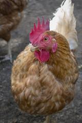 GALLINAS
