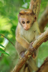 Portrait of male macaque