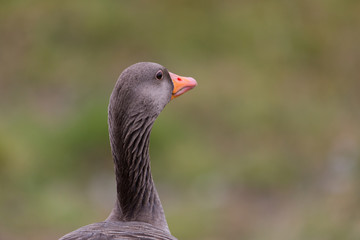 Portrait of grey goose (anser anser) with natural green backgrou