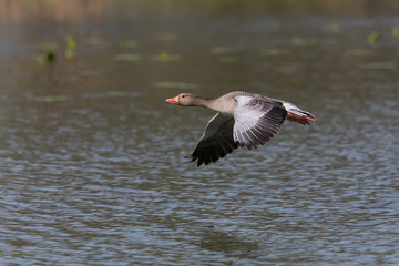 Grey goose (anser anser) flying in natural environment