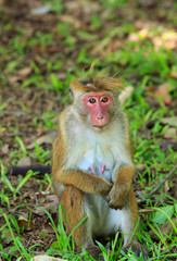 Naklejka na ściany i meble Portrait of macaque female