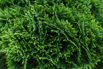 Bush of evergreen thuja globosa, close up