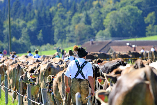 Viehscheid im Allgäu 
