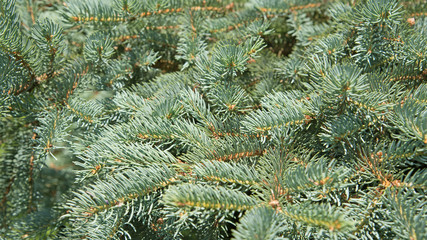 Blaufichte, Stech-Fichte, Picea pungens