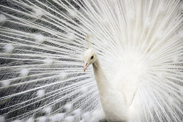 Naklejka premium White Indian peacock (Pavo cristatus mut. Alba) - young male adult