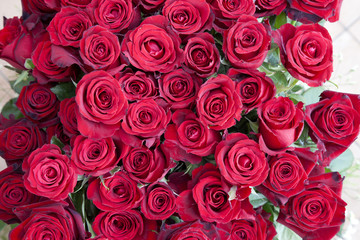 Obraz premium 50 Rose Rosse